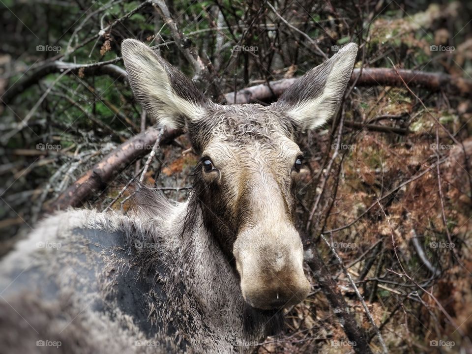 Female moose Route 16 Maine USA this weekend