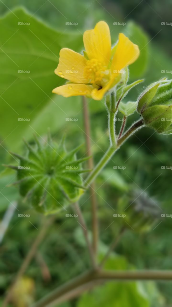 Nature, Flora, Leaf, No Person, Summer