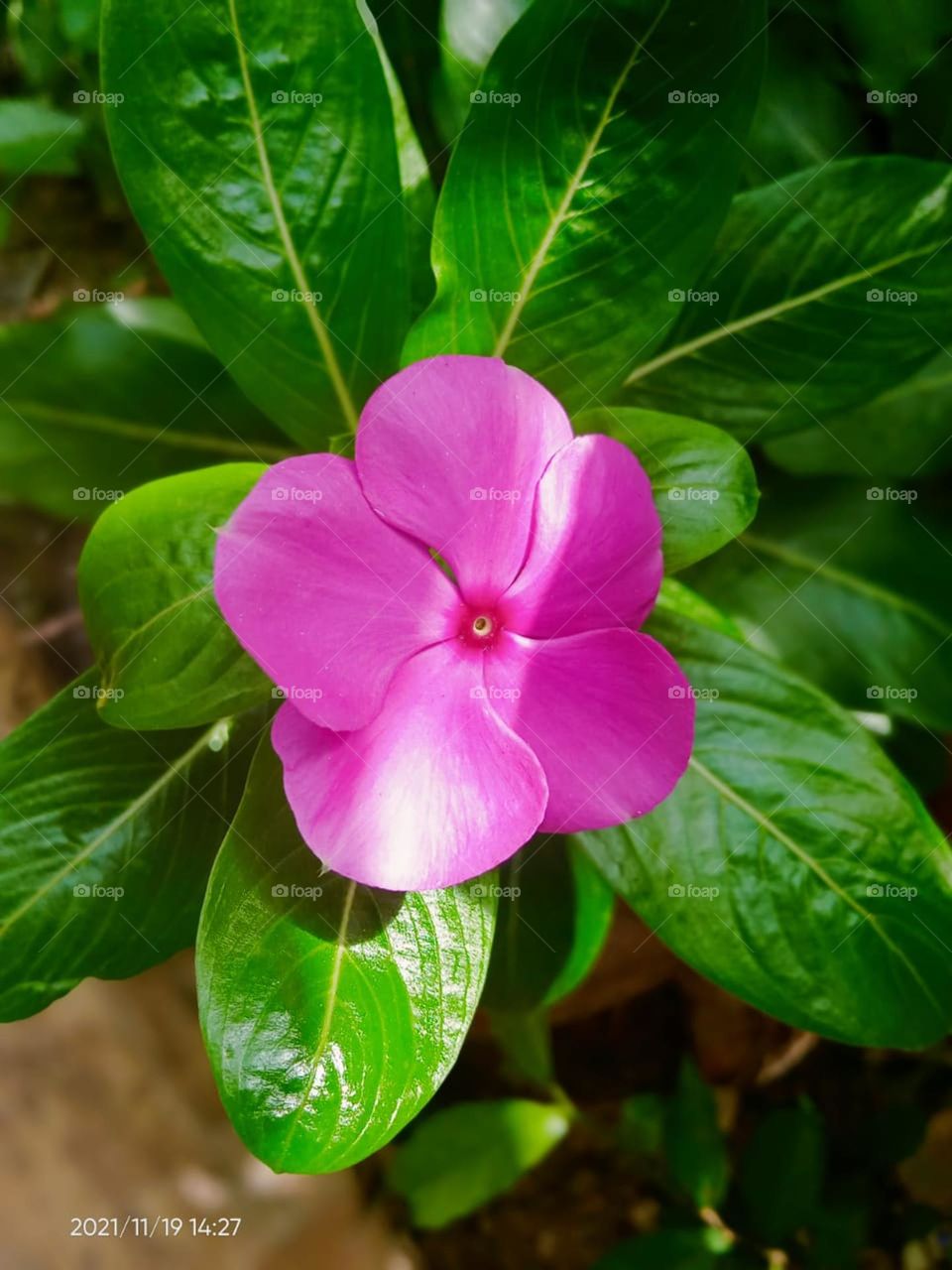 one flower naturally for my cam to relax❤️