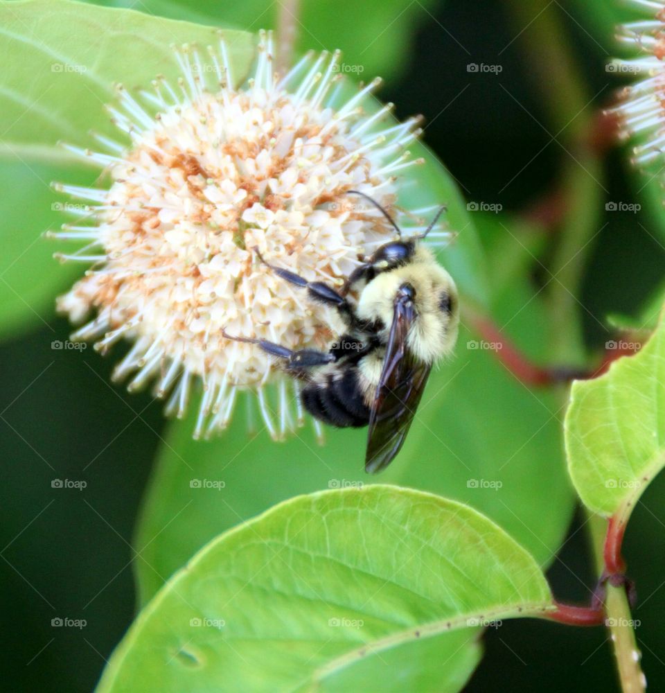 Bee on the flower