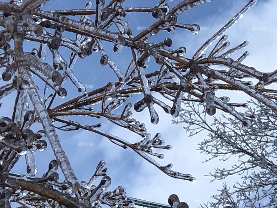 Tree branches encased in ice