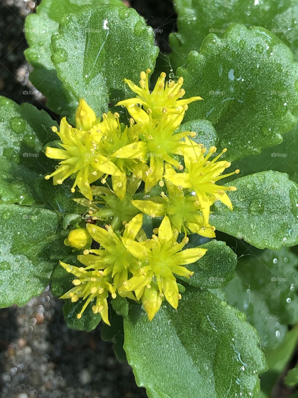 Pretty blooming plant