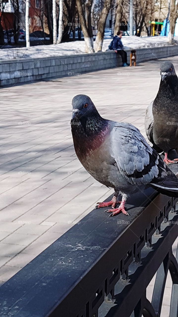 pigeons