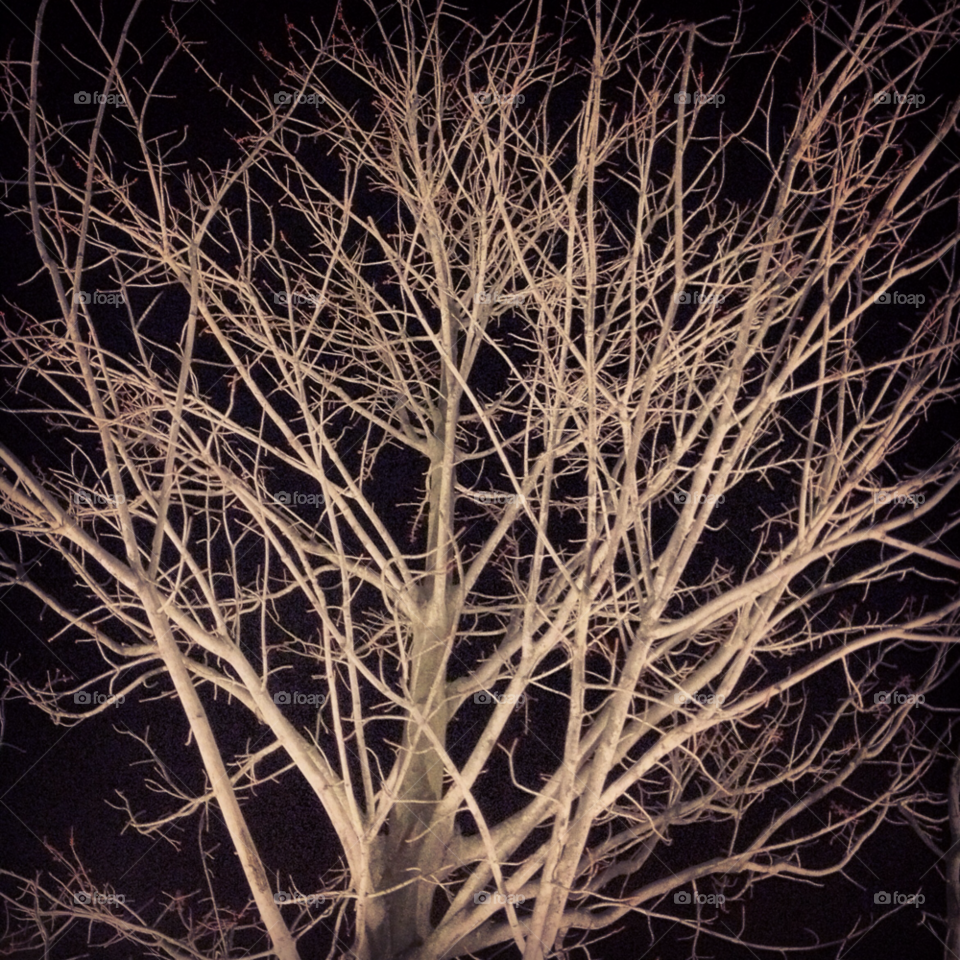 nature tree fall autumn by proxyuid