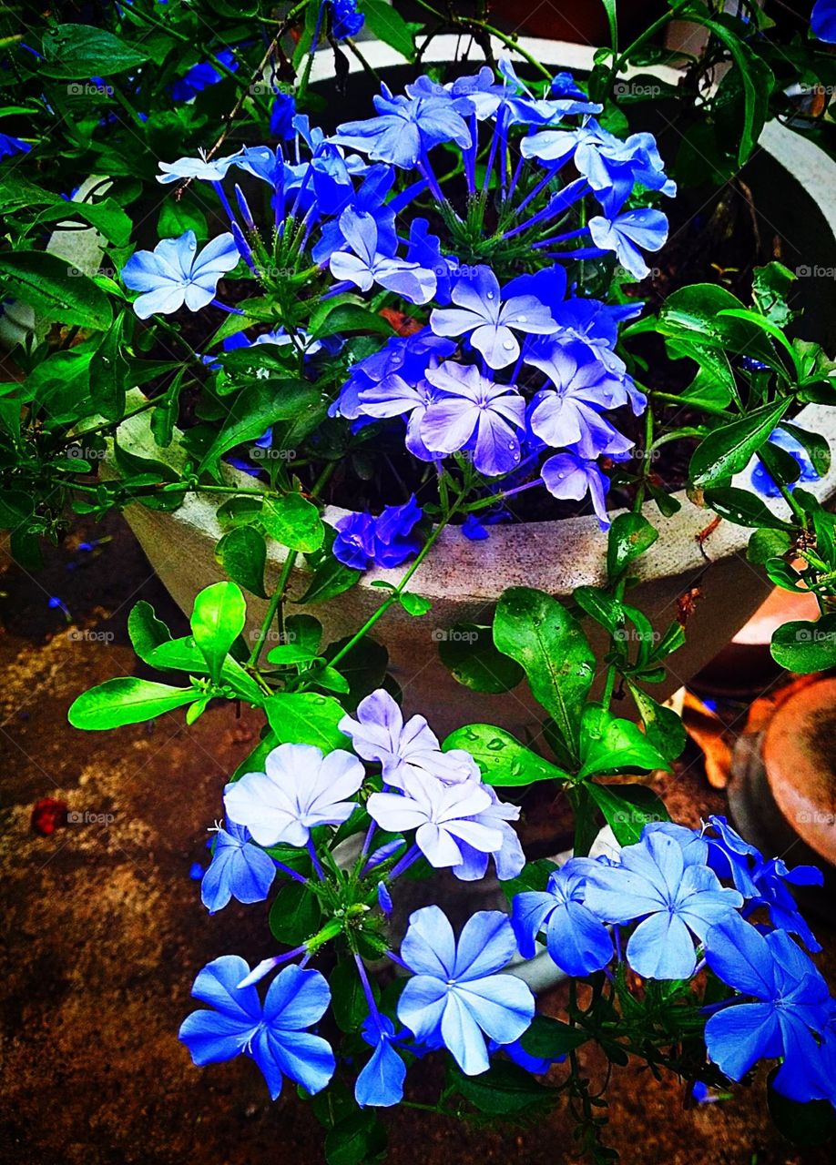 blue flowers