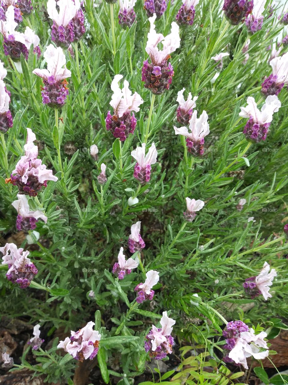 lavender spring