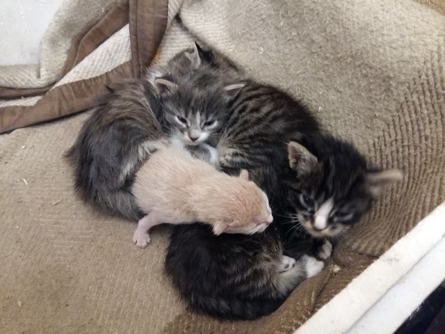 cats