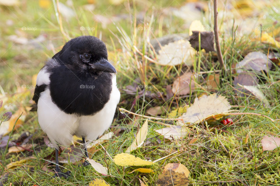 Magpie black and white bird  looking to the right  - skata  närbild 