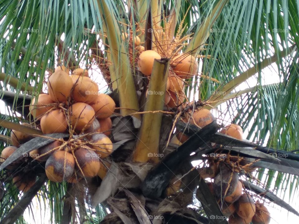 Coconut Tree