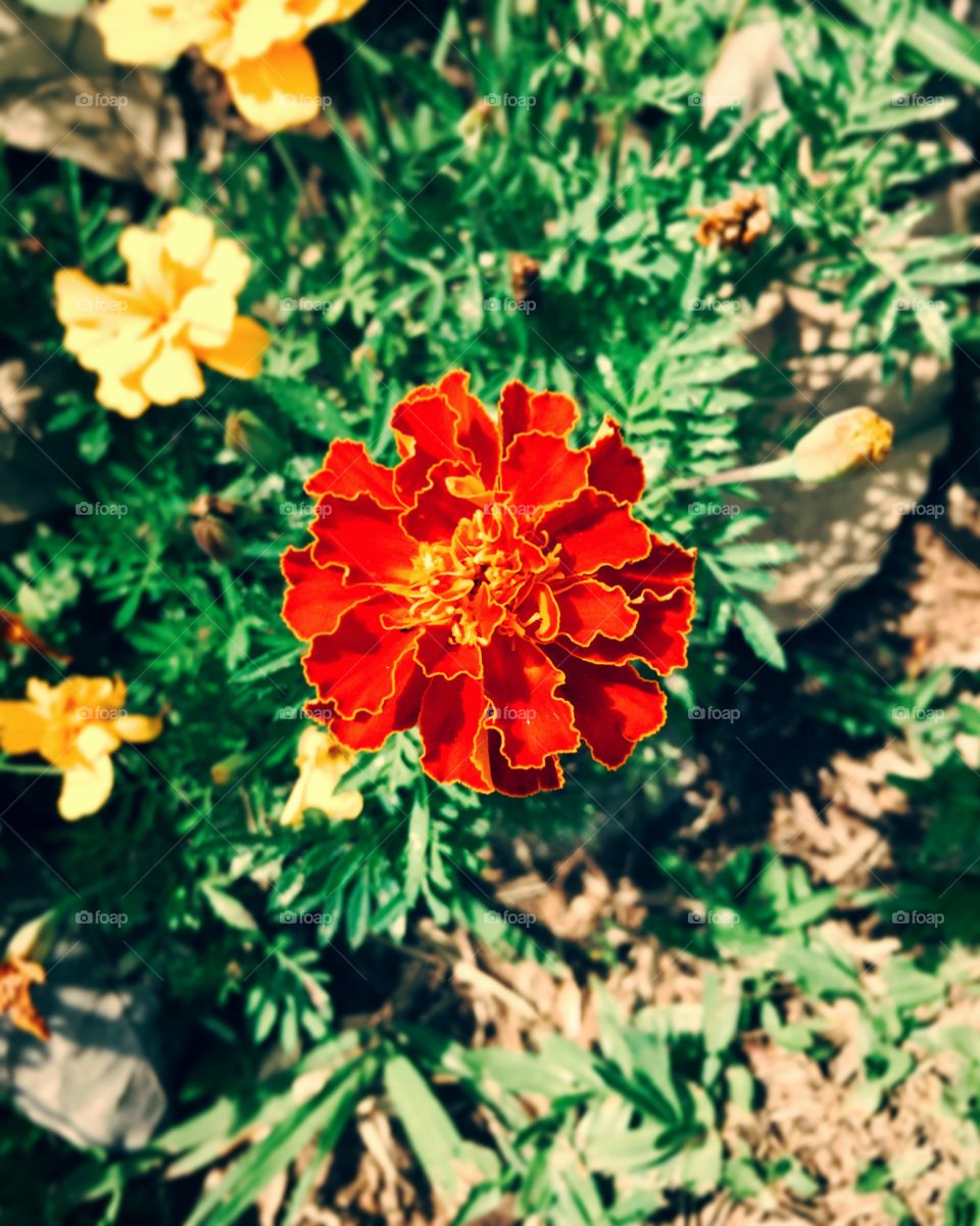 🌺Fim de #cooper!
Suado, cansado e feliz, curtindo a beleza das #flores.
🏁
#corrida
#running
#flowers
#CorujãoDaMadrugada
#alvorada
#flor