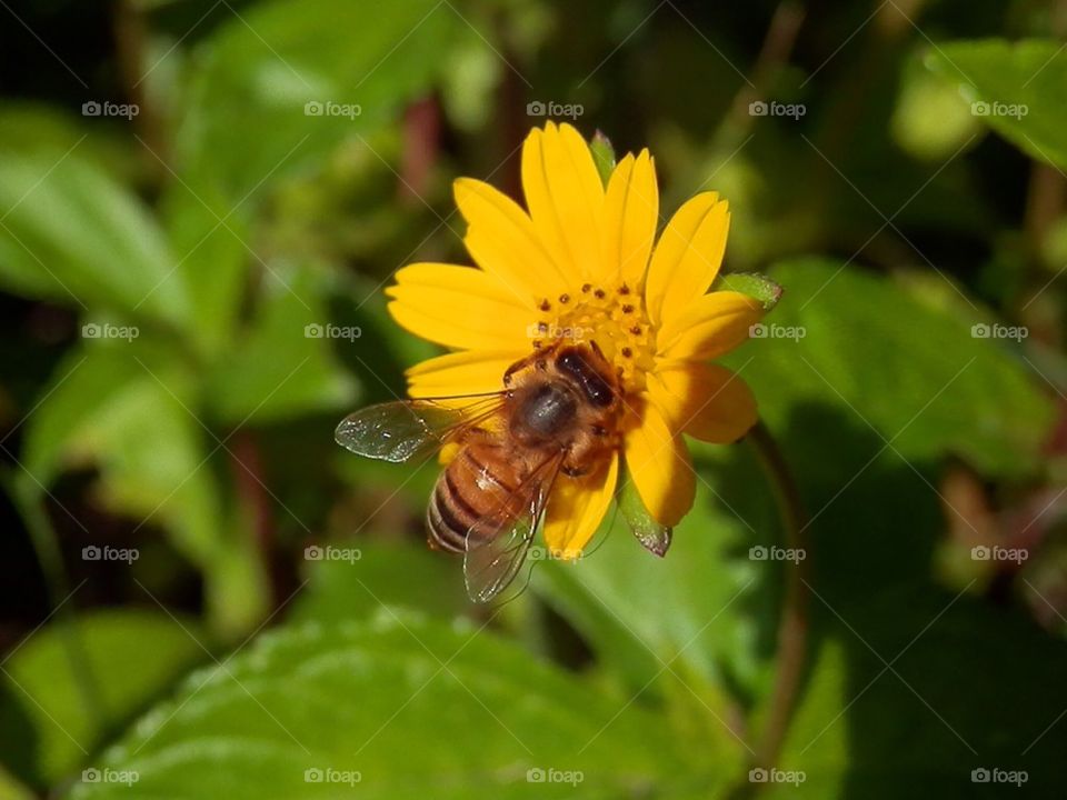 Bee