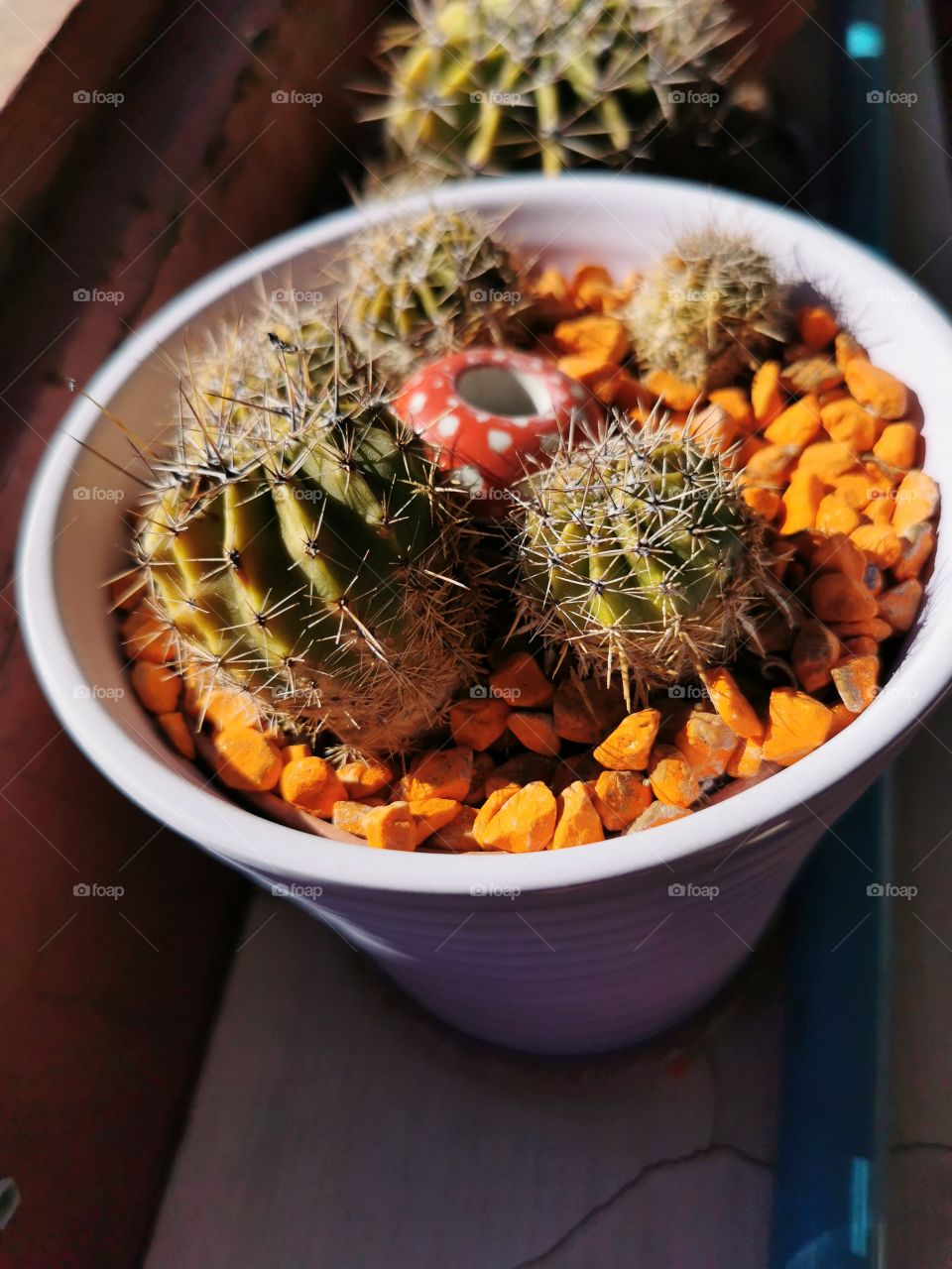 Cactus