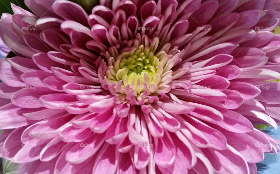 Pink Mum Macro!