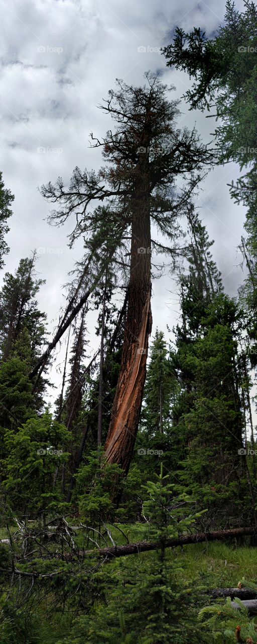 lightning struck Douglas fir