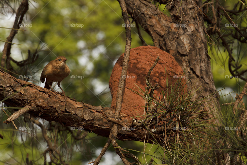 João de barro - Rufous Hornero