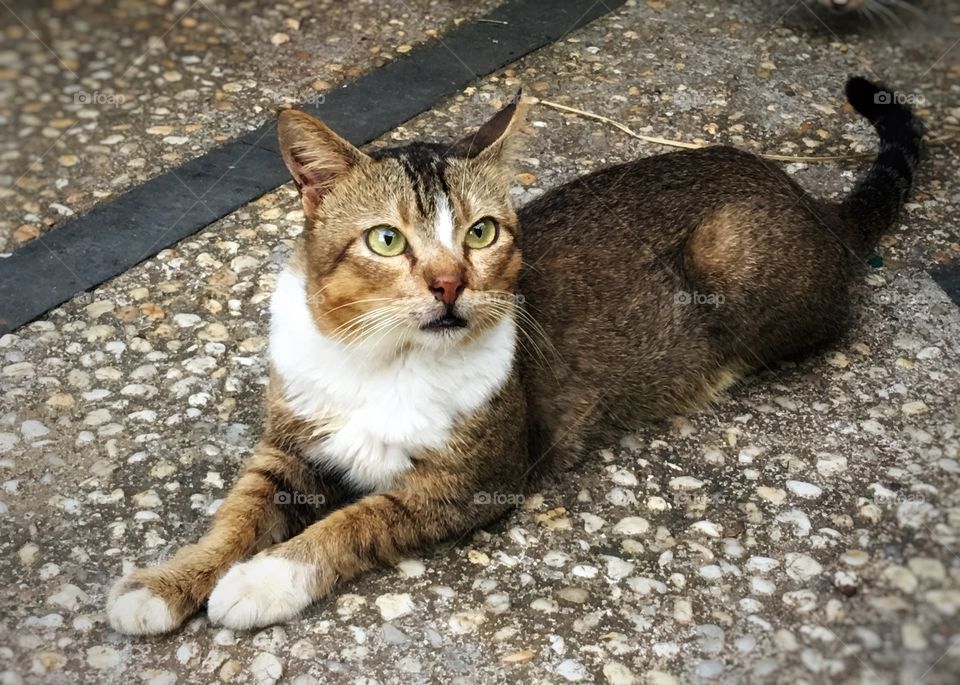 A cute cat is listening to what her owner is saying. 