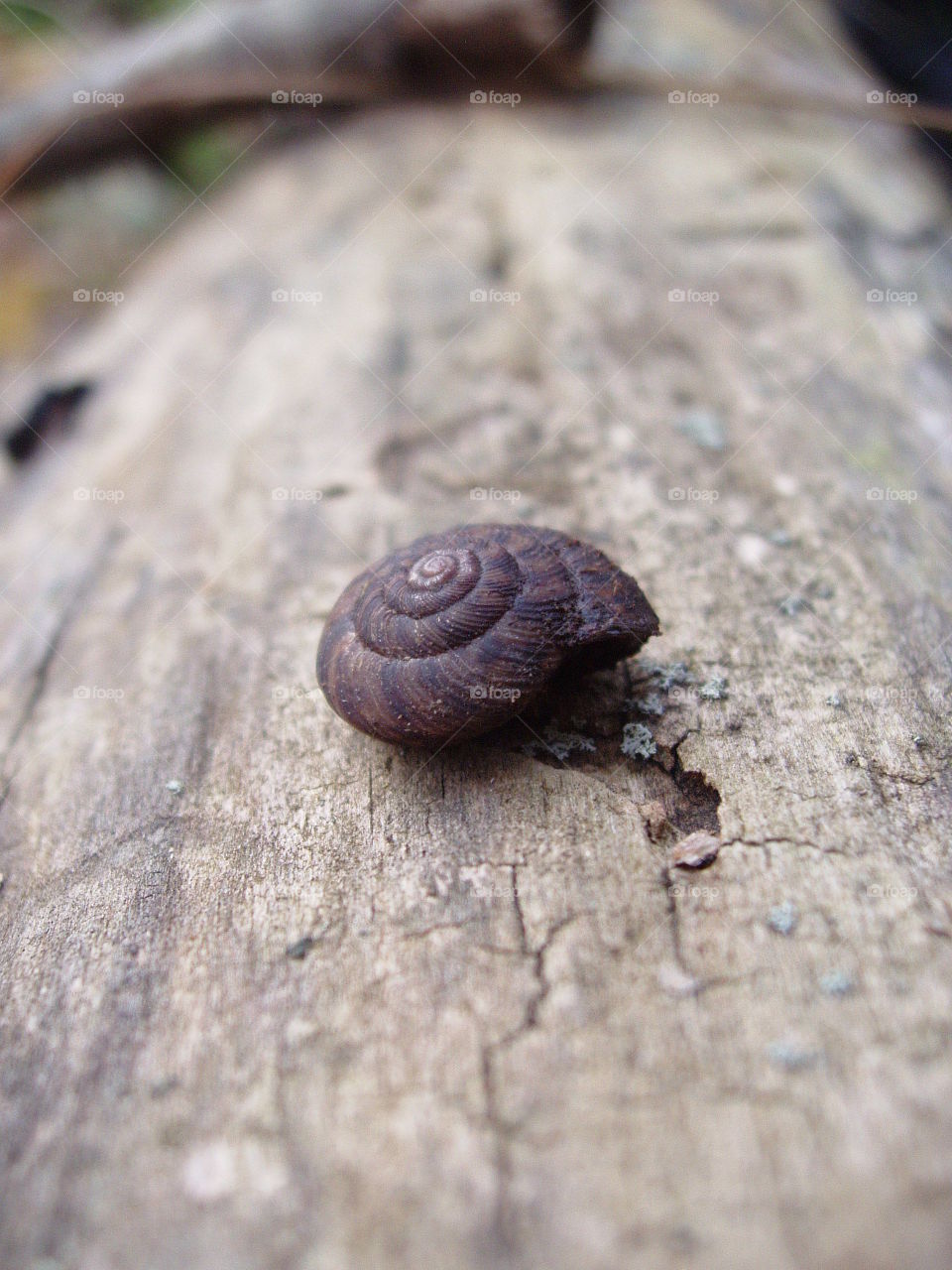 Snail shell on log