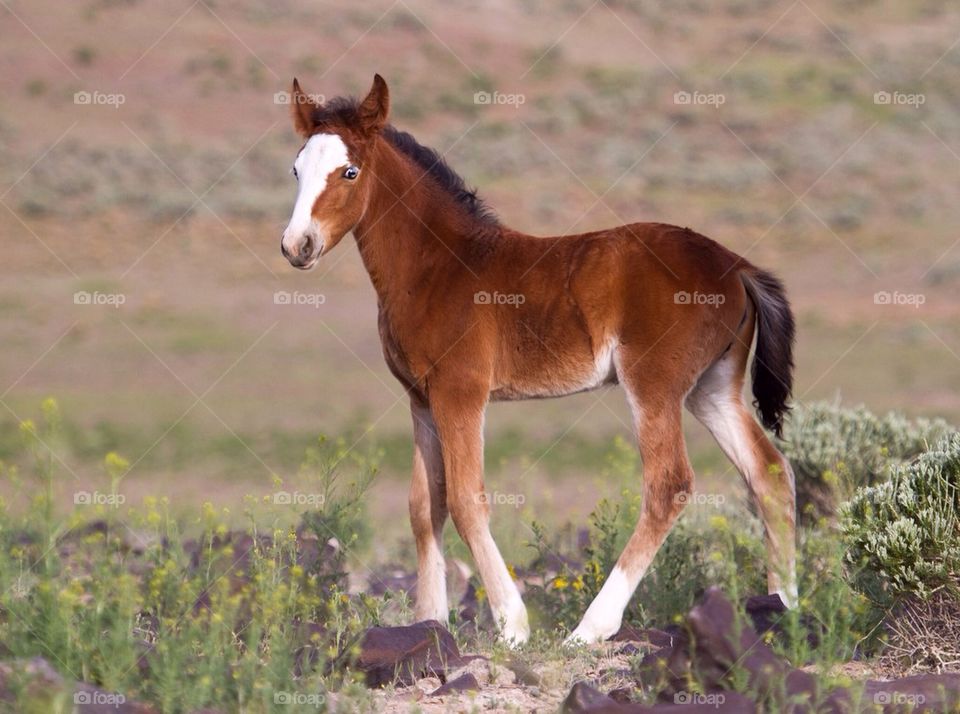 Wild Foal