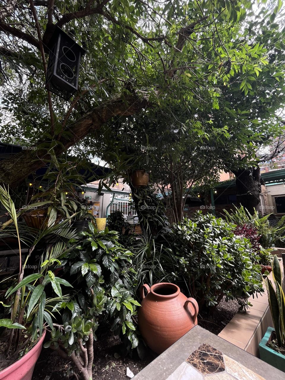 Some plants in a yard