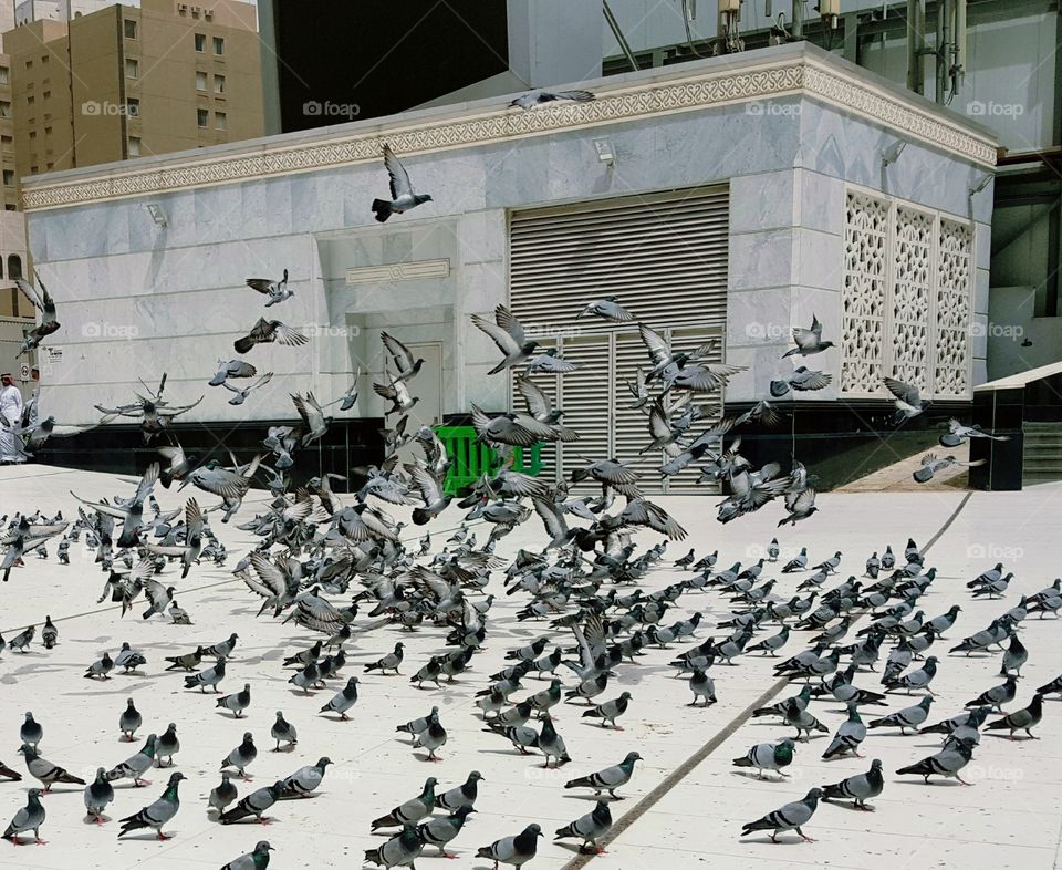 pigeons