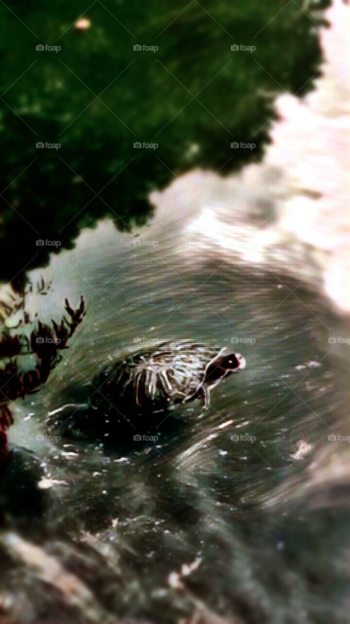 Turtle Pond - Central Park, New York City.