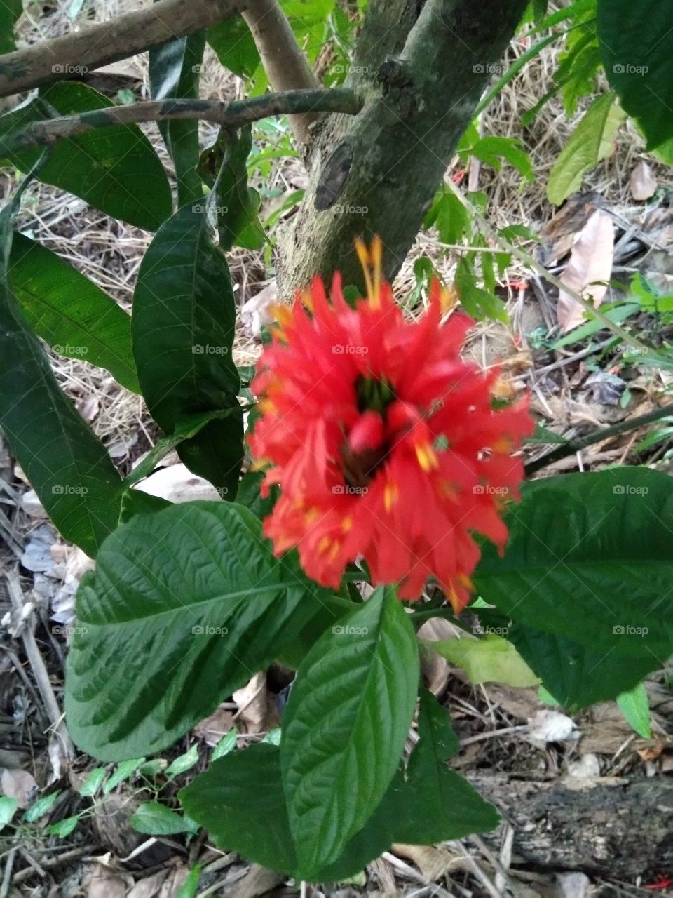 type of red flower
