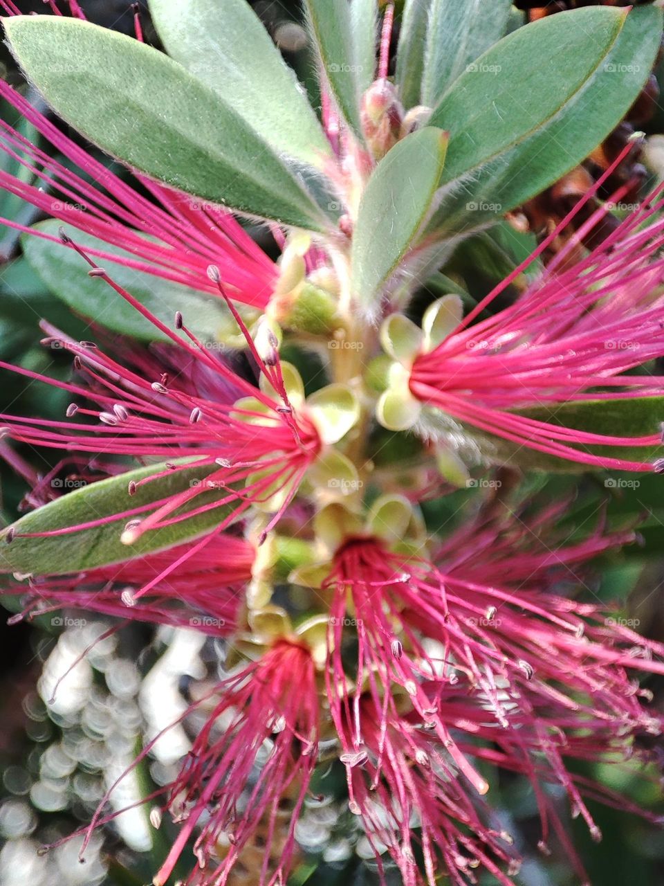 Delicate red/pink flowers on tree