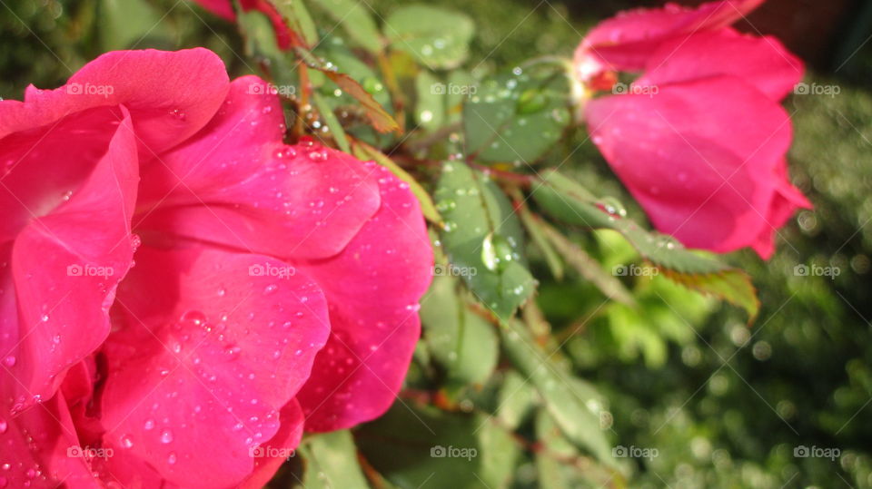 Close up of flower and rain drops