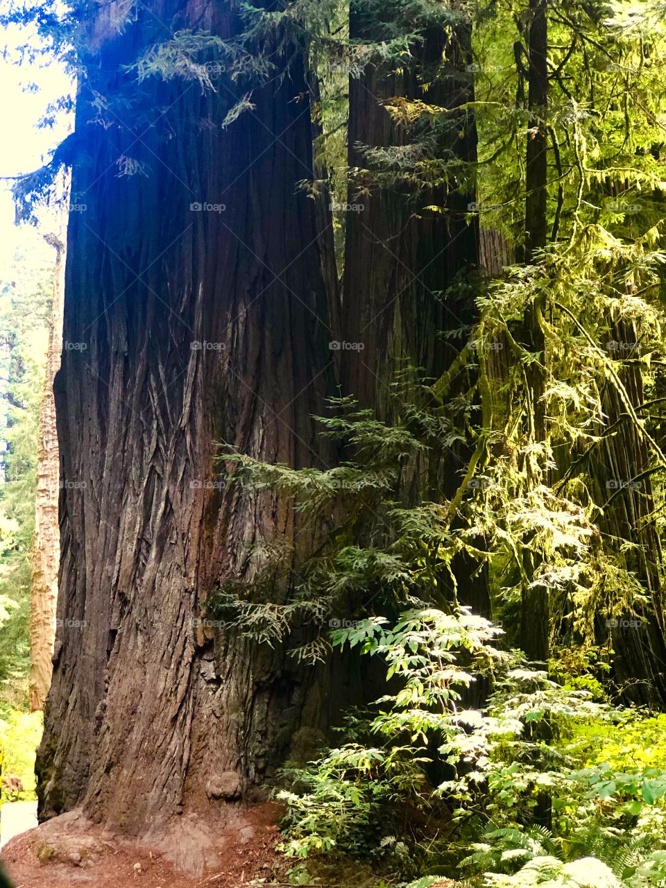 Redwood Tree 