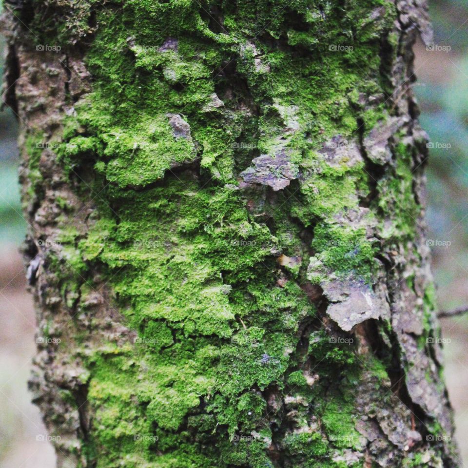 Tree Bark