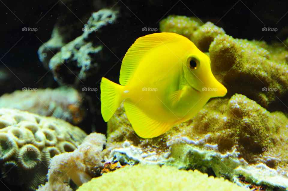 yellow fish by janicefairhurstphoto