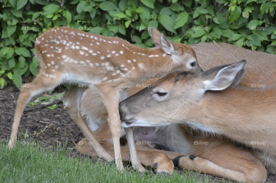 Doe and Fawn