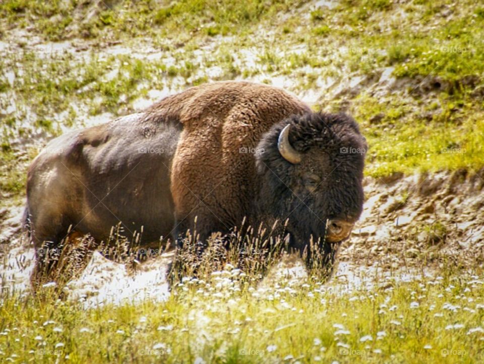 Buffalo posing 