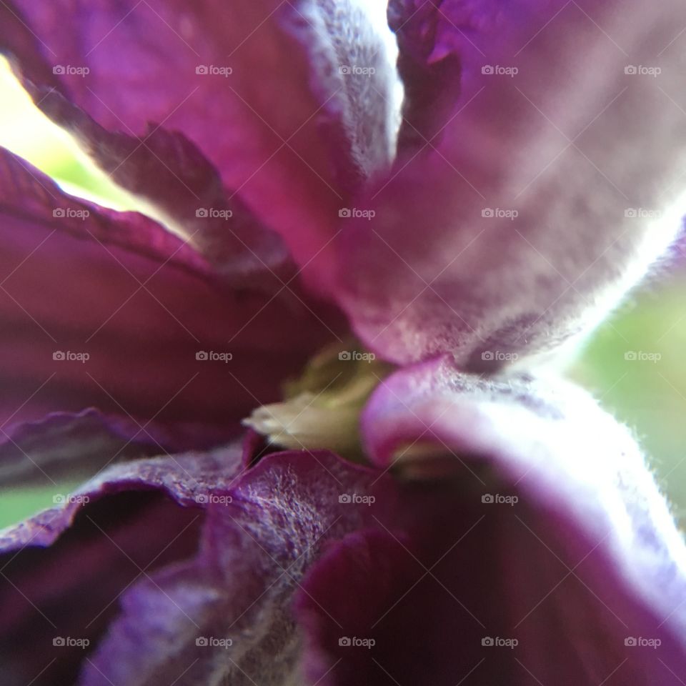 Clematis closeup