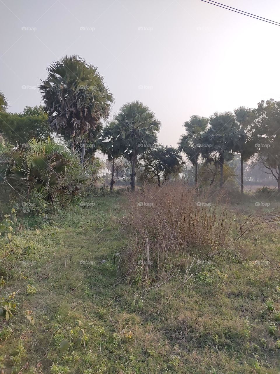 beautiful little big 🌴🌴🌴🌴palm trees.