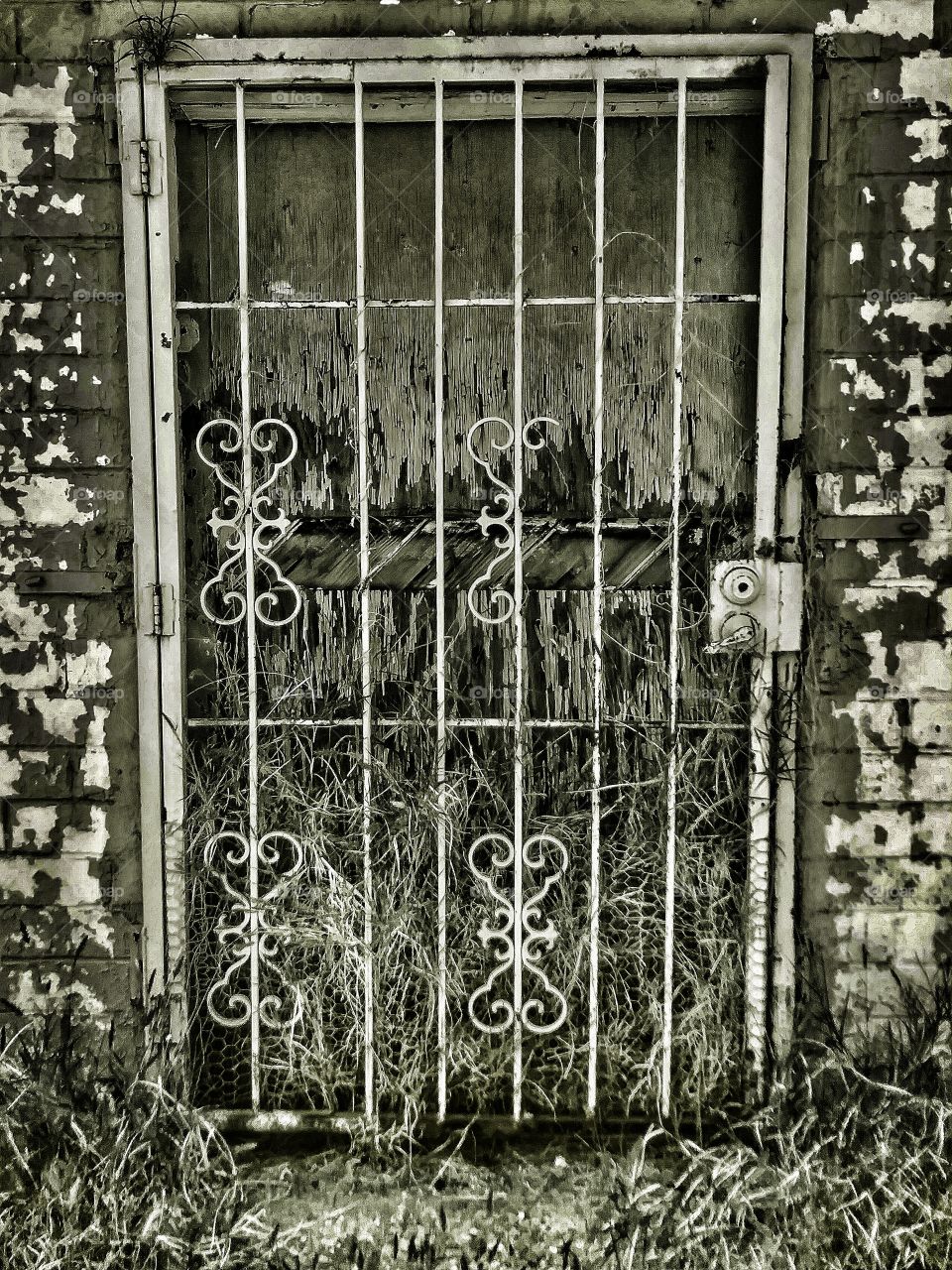 Monochrome Metal Door Gate Overgrown