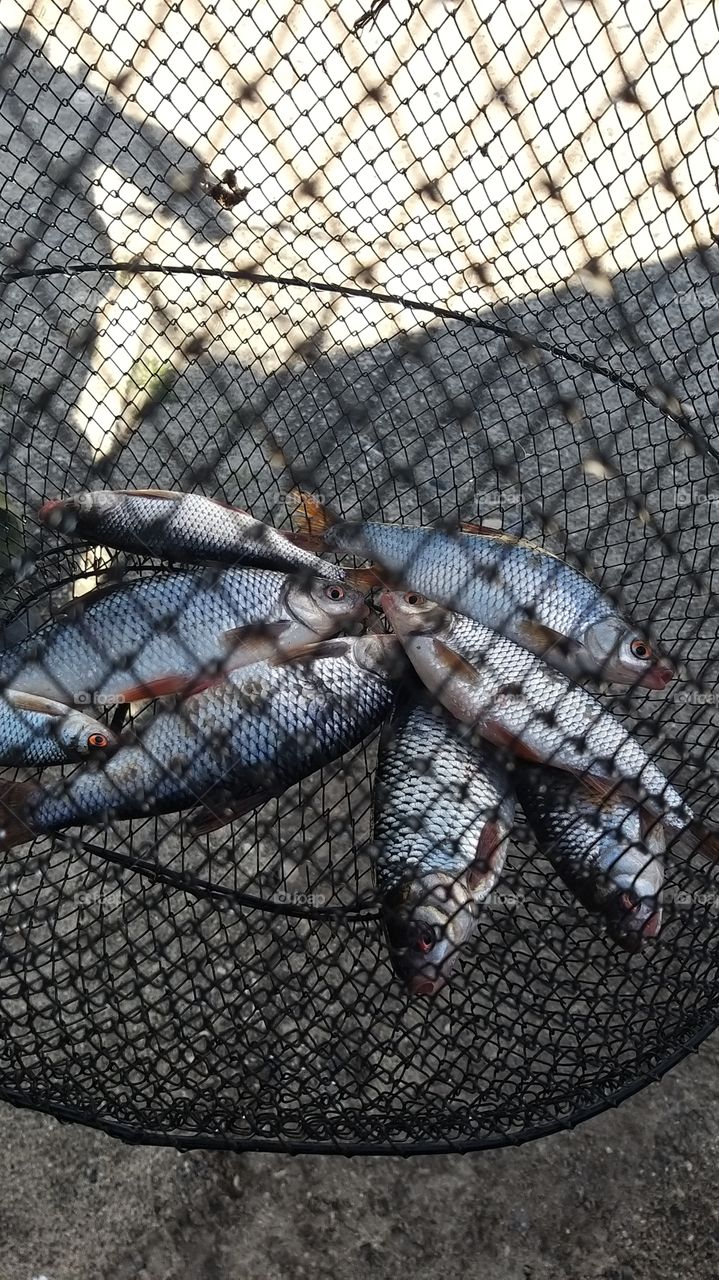 river fish caught on a line in a net on the shore