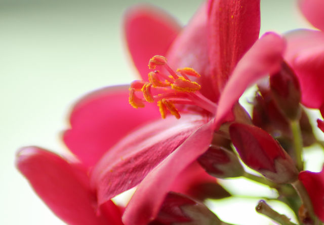 Flower Macro Shot