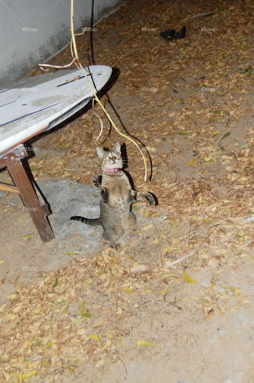Cat playing with rope