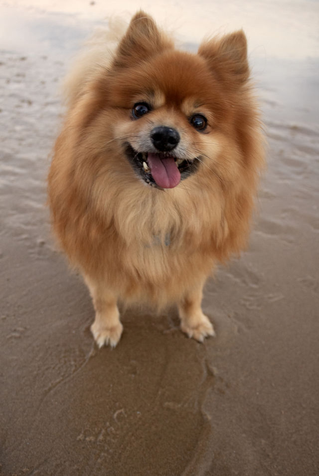 Spitz