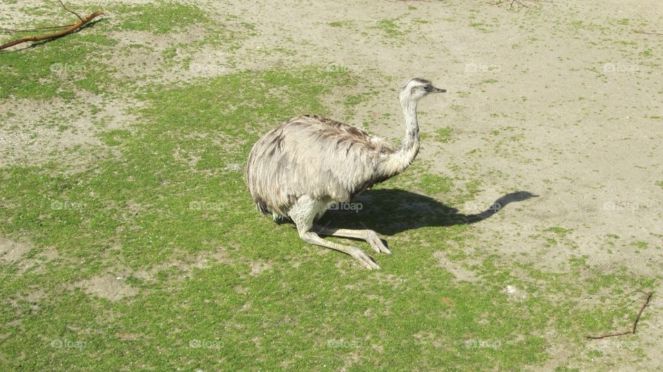 Emu 