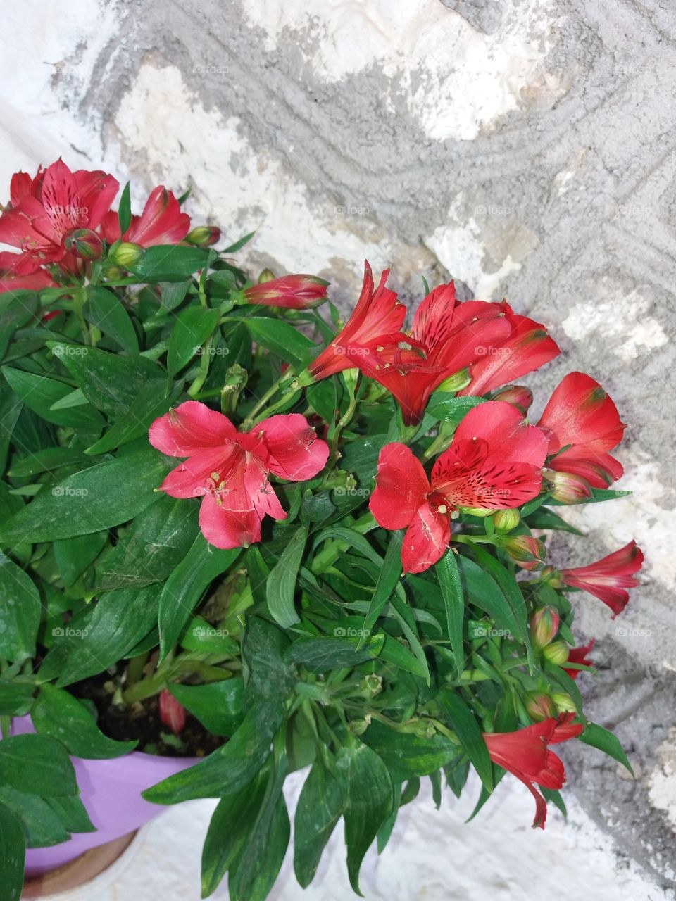 red flowers
