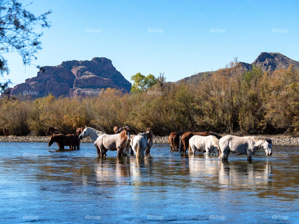 Wild horses from the Salt River Indian Community in Arizona cool down and graze on delicious grass in the Salt River