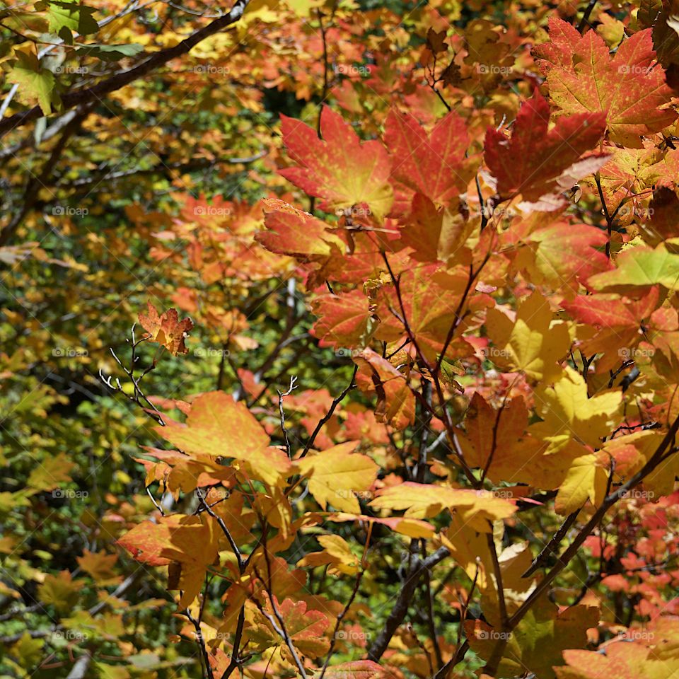 Bright maple leaves changing to their brilliant fall colors of red, orange, yellow, and gold. 