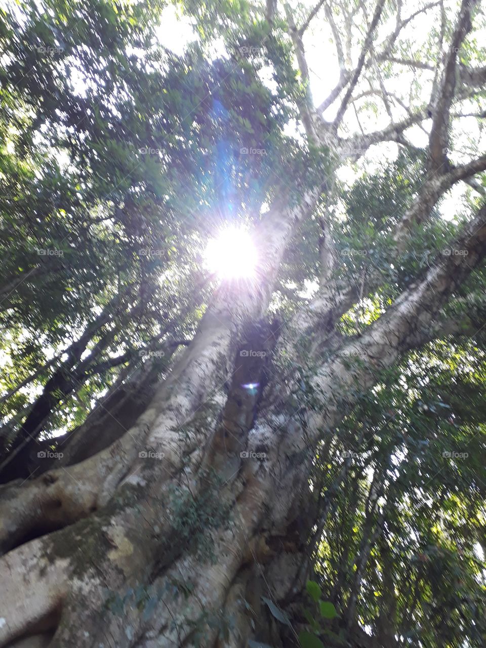 Figueira árvore iluminada pelo sol