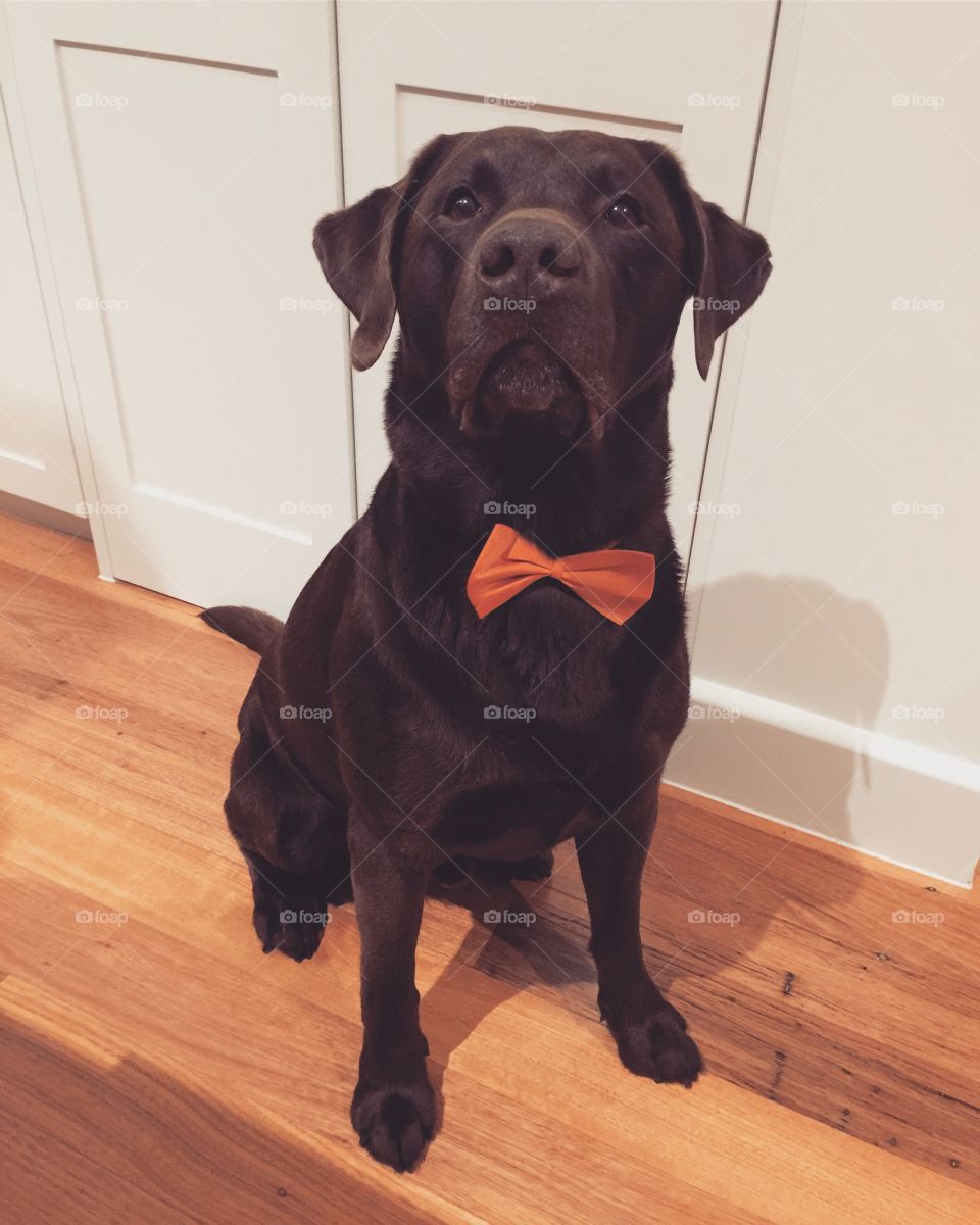 This is Fletch, an 8 year old Labrador retriever that thinks he's still a puppy!