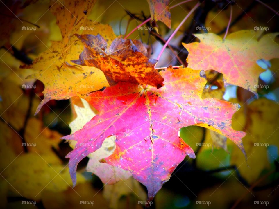 A beautiful maple leaf at the peak of Fall color in Vermont.