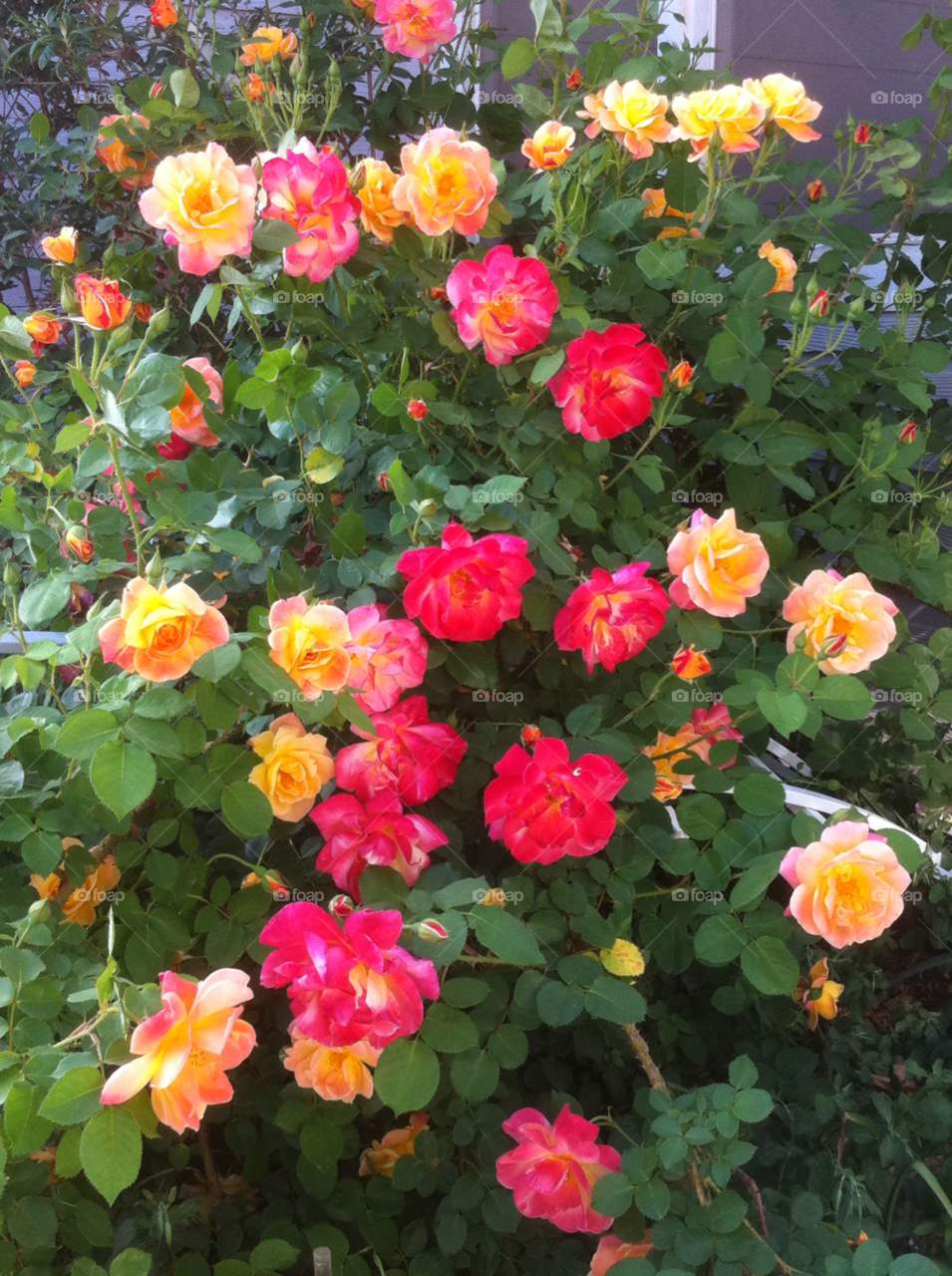 backyard roses pink rose yellow rose by sivartist