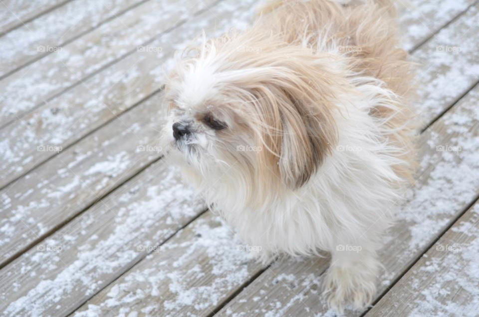 shih tzu in snow. shih tzu braves cold weather in winter