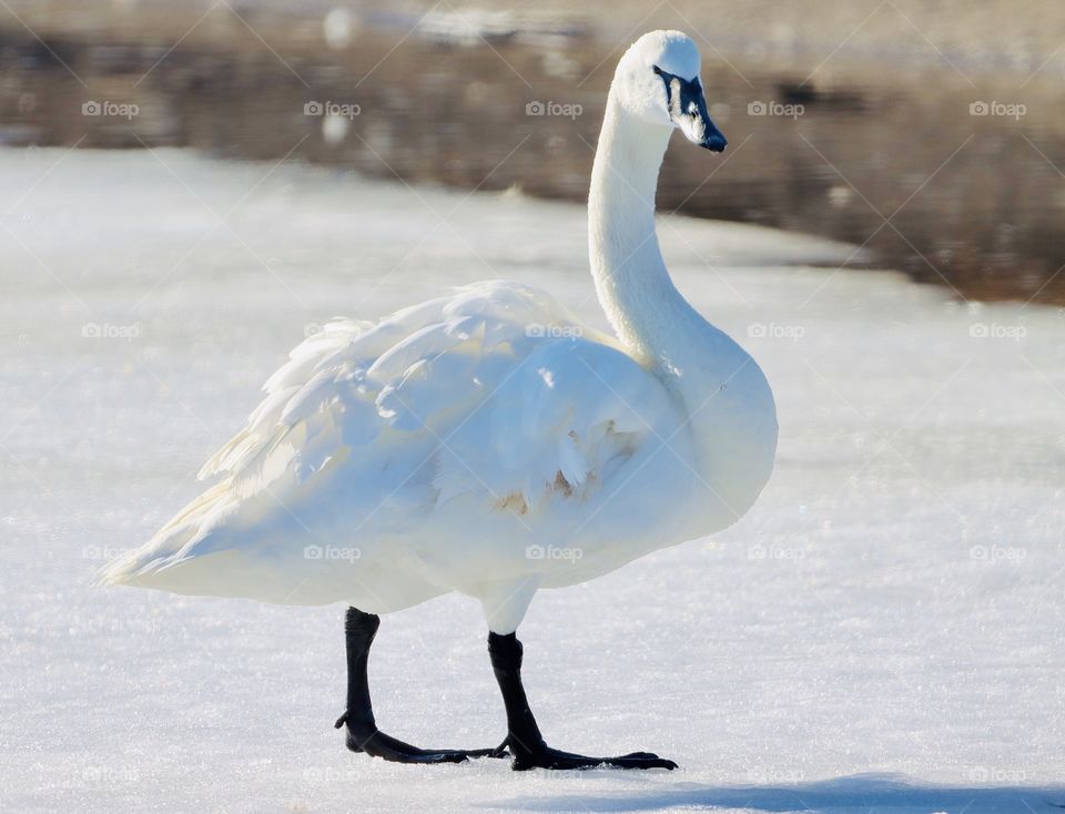 Gorgeous white swans!! 